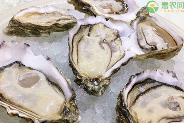 青岛牡蛎什么时候最肥 青岛牡蛎要怎么吃