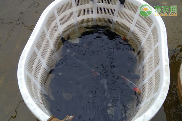 乌鲤产地在哪里 品种有什么特征