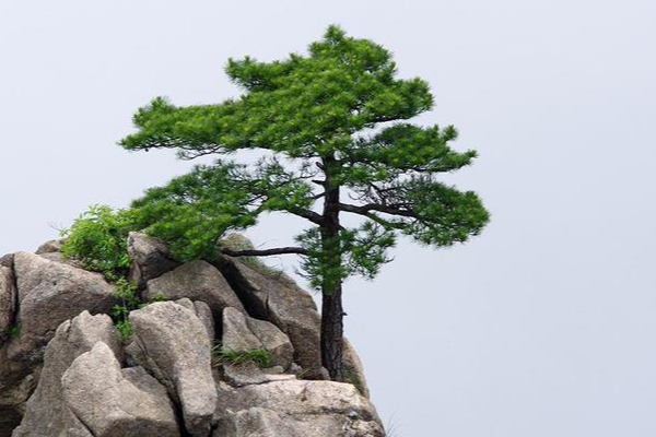 哪些松树最适合用作盆景