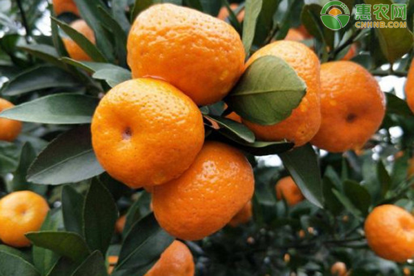 南丰蜜橘几月成熟 有什么特点