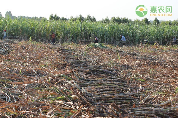 甘蔗产地在哪里 甘蔗什么时候种植好