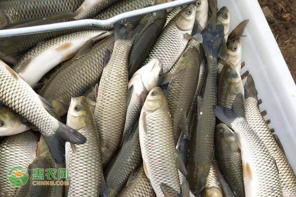 草鱼的刺多不多 草鱼刺怎么去掉