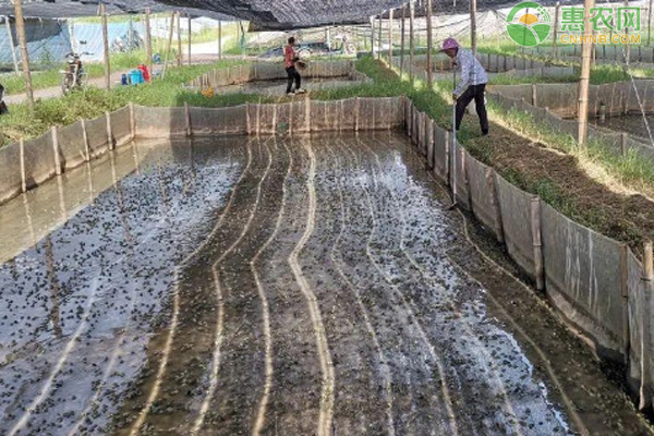 牛蛙怎么剥皮 有寄生虫吗