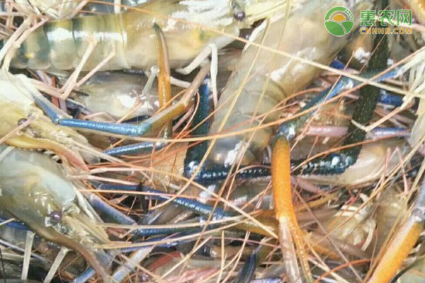 沼虾产地在哪 沼虾是河虾还是海虾