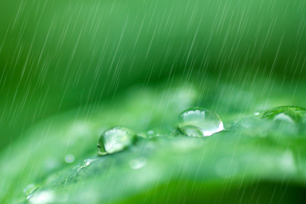 三年级植物观察记录卡怎么写