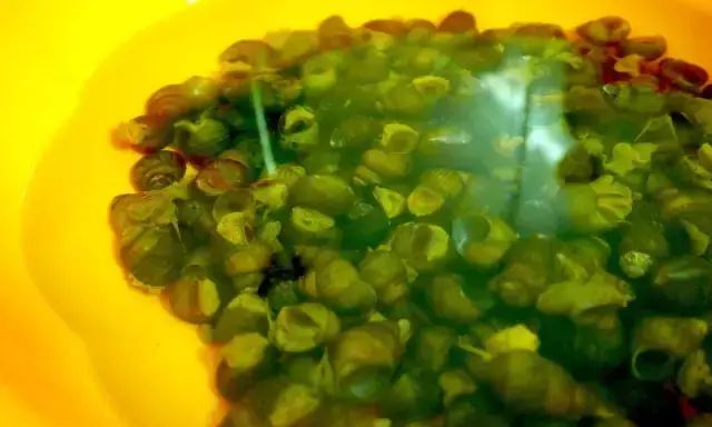 薄荷紫苏炒螺 清炒芝麻螺