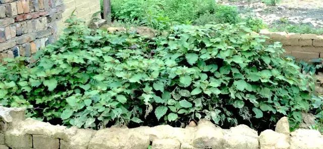 薄荷紫苏炒螺(清炒芝麻螺)图2