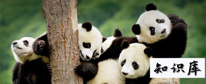 大熊猫生活在什么地方 大熊猫生活在什么地方?解答20字 科普 大熊猫生活在什么地方 大熊猫生活在什么地方?解答20字 科普