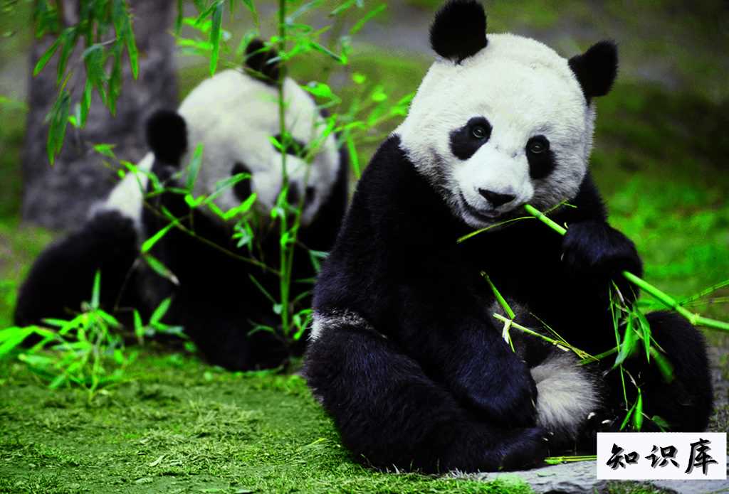 大熊猫生活在什么地方 大熊猫生活在什么地方?解答20字 科普 大熊猫生活在什么地方 大熊猫生活在什么地方?解答20字 科普