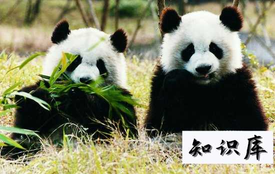 大熊猫生活在什么地方 大熊猫生活在什么地方?解答20字 科普 大熊猫生活在什么地方 大熊猫生活在什么地方?解答20字 科普