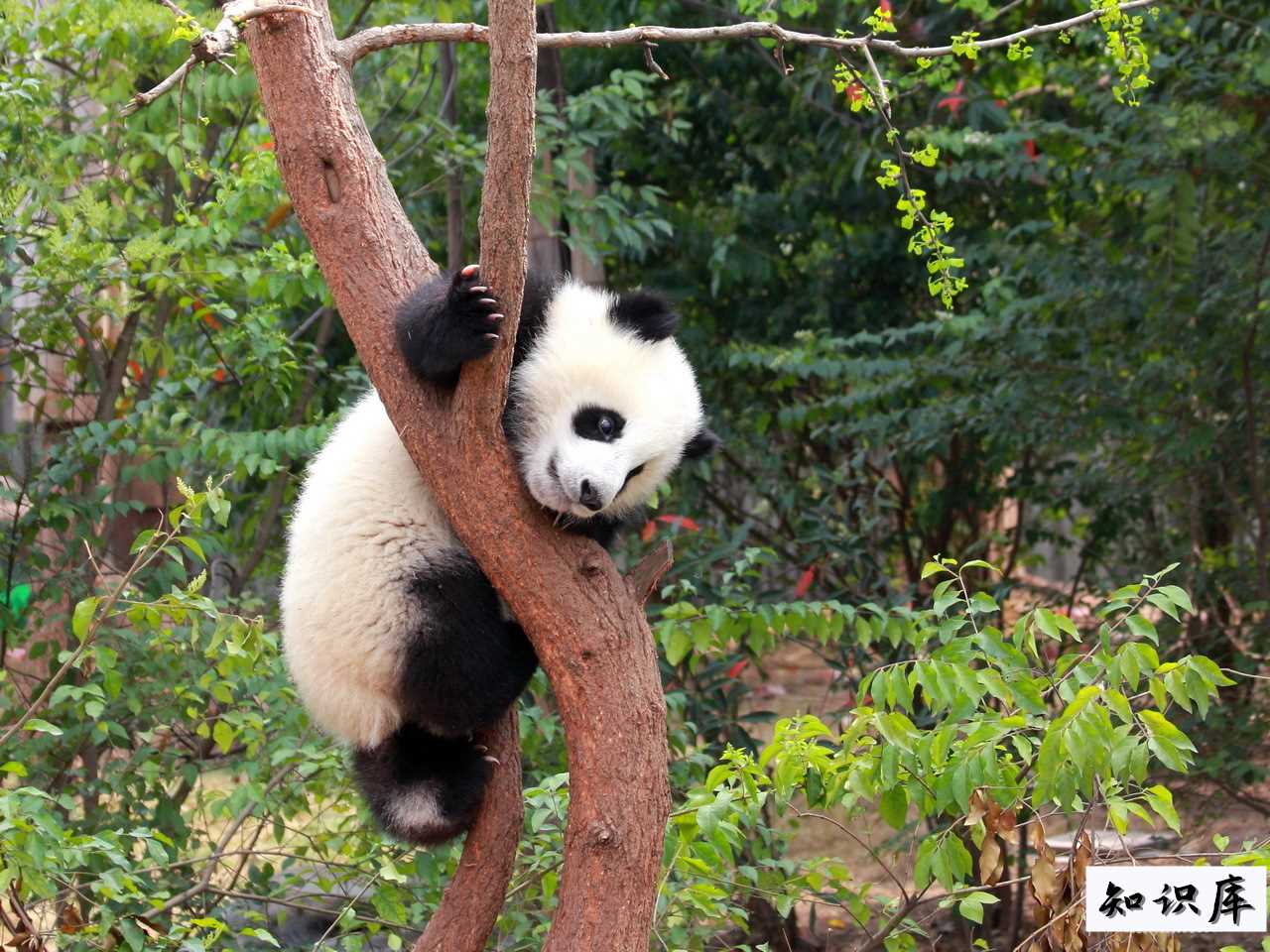 大熊猫生活在什么地方 大熊猫生活在什么地方?解答20字 科普 大熊猫生活在什么地方 大熊猫生活在什么地方?解答20字 科普