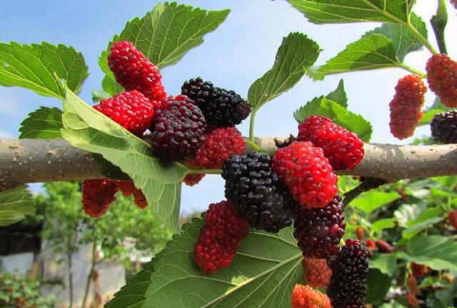 桑叶可以长期泡水喝吗有什么副作用