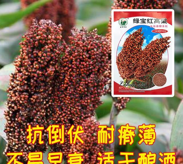 高粱种植技术与亩产量