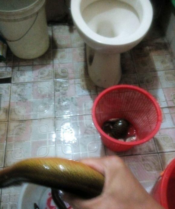 特大黄鳝可以吃吗 野生的黄鳝有多少营养