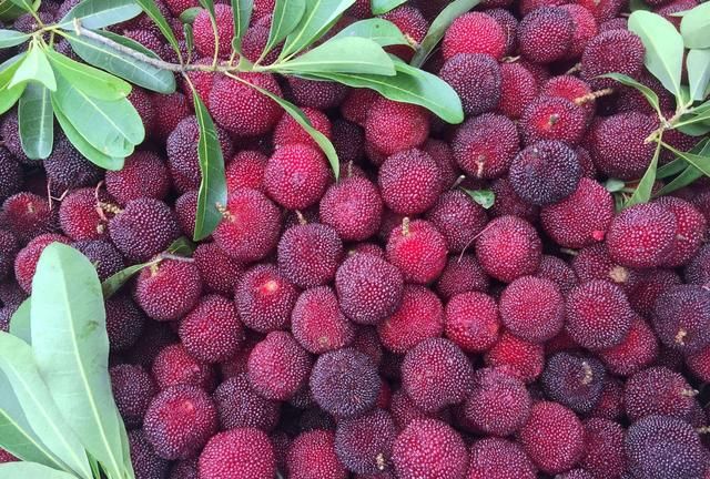 吃杨梅必须要用盐水泡吗为什么 杨梅不泡盐水能吃吗