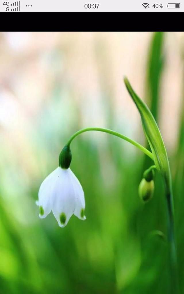 义结金兰中的金兰是什么意思 义结金兰的金兰指的是什么生肖