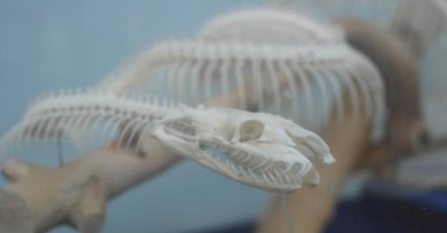 蛇最害怕的是雄黄粉吗