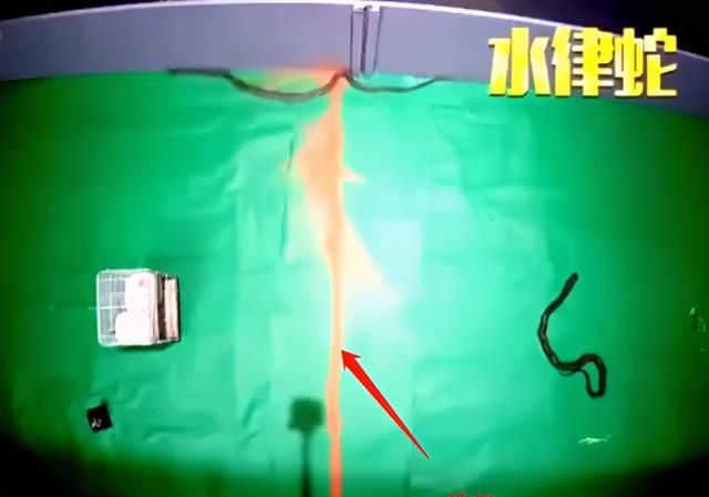 蛇最害怕的是雄黄粉吗图3