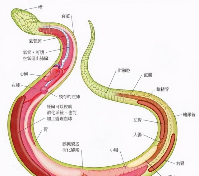 蛇最害怕的是雄黄粉吗图9
