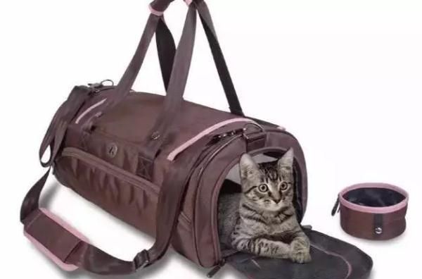 手把手教你如何携带宠物出境