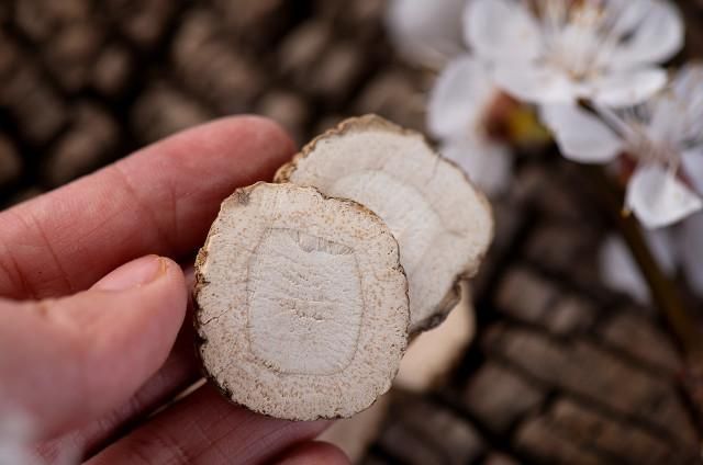 白芷有什么作用和功效图片 白芷调料的作用