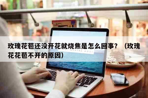 玫瑰花苞还没开花就烧焦是怎么回事?(玫瑰花花苞不开的原因) 科普 玫瑰花苞还没开花就烧焦是怎么回事?(玫瑰花花苞不开的原因) 科普