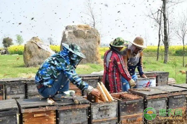 蜜蜂飞来飞去嗡嗡响 蝴蝶却总是悄无声息 这是因为振动频率不同还是发声器官不同