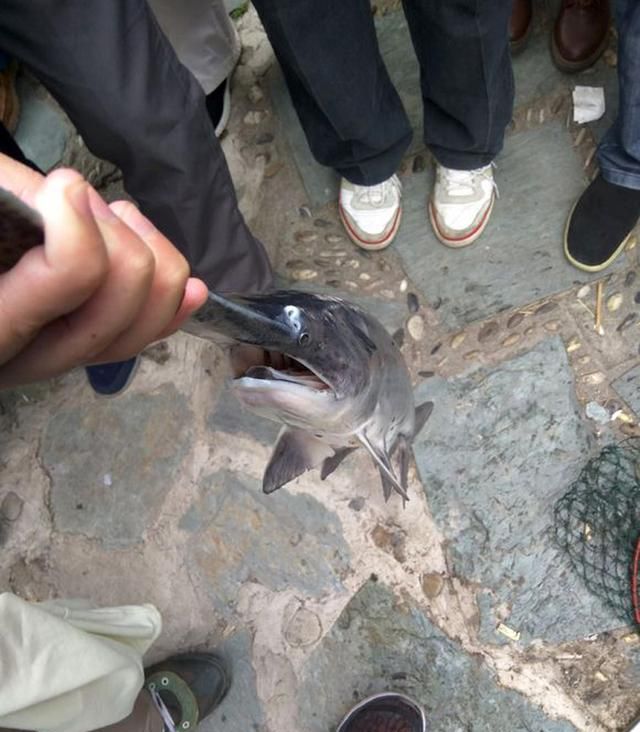 嘴巴像鲶鱼身体又像翘嘴的鱼(嘴像马口尾巴扁长的鱼)图1