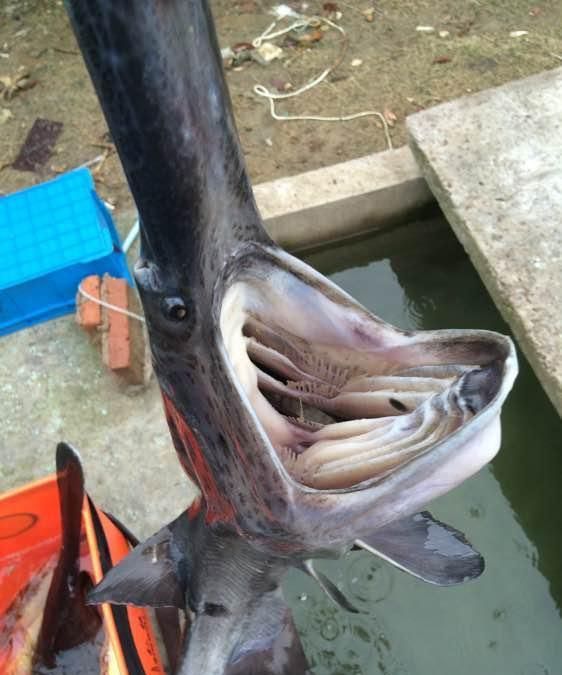 嘴巴像鲶鱼身体又像翘嘴的鱼(嘴像马口尾巴扁长的鱼)图2