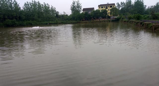 嘴巴像鲶鱼身体又像翘嘴的鱼(嘴像马口尾巴扁长的鱼)图3