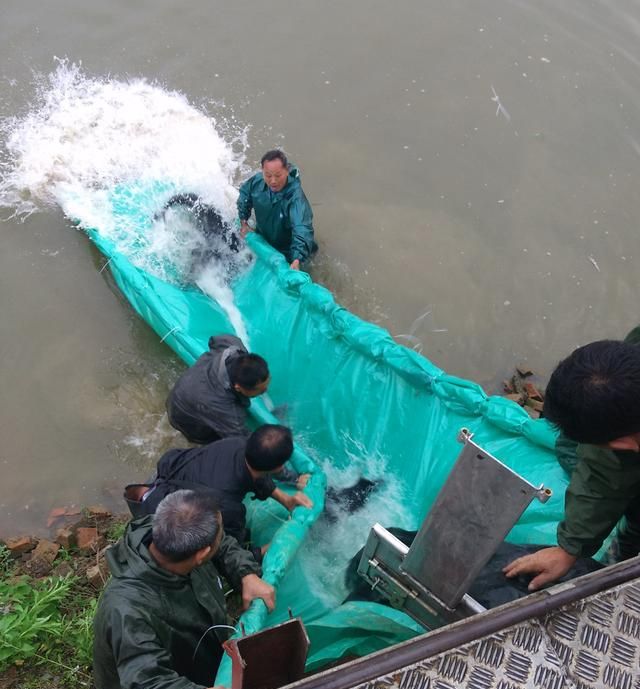 嘴巴像鲶鱼身体又像翘嘴的鱼(嘴像马口尾巴扁长的鱼)图5