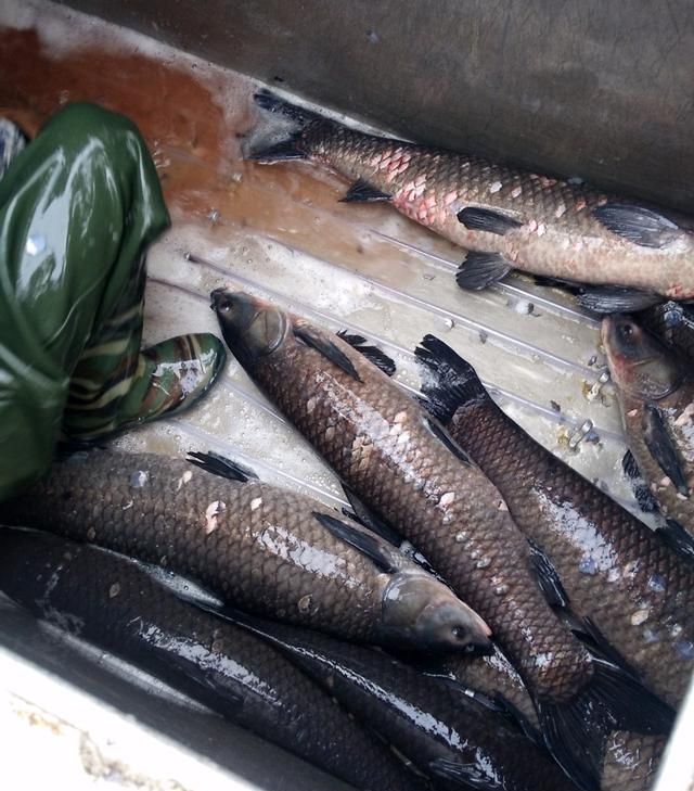 嘴巴像鲶鱼身体又像翘嘴的鱼(嘴像马口尾巴扁长的鱼)图6