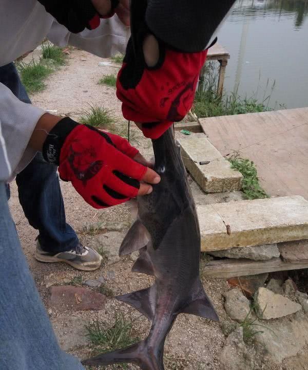 嘴巴像鲶鱼身体又像翘嘴的鱼(嘴像马口尾巴扁长的鱼)图8