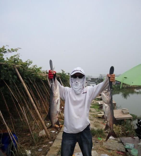 嘴巴像鲶鱼身体又像翘嘴的鱼(嘴像马口尾巴扁长的鱼)图9