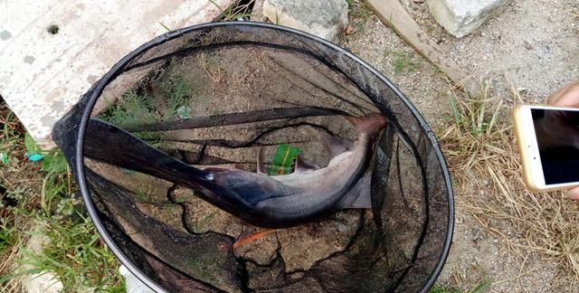 嘴巴像鲶鱼身体又像翘嘴的鱼(嘴像马口尾巴扁长的鱼)图10