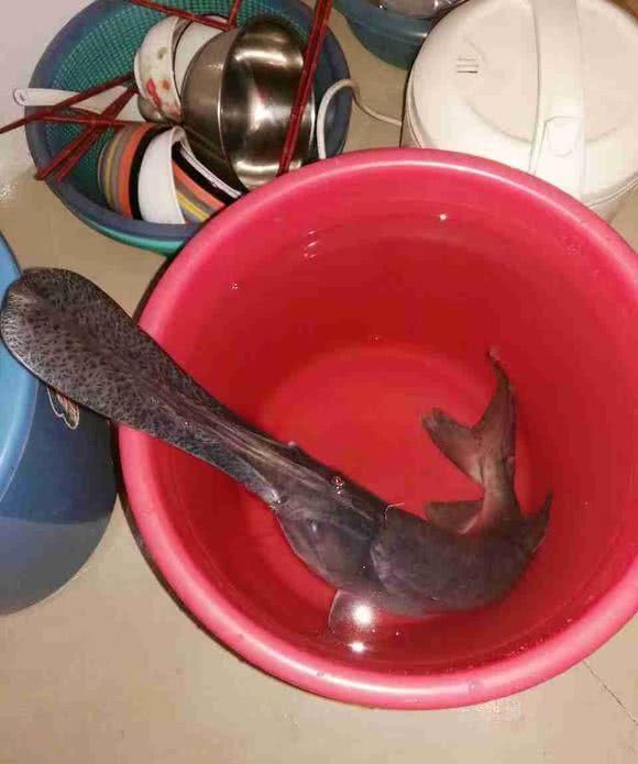 嘴巴像鲶鱼身体又像翘嘴的鱼(嘴像马口尾巴扁长的鱼)图11