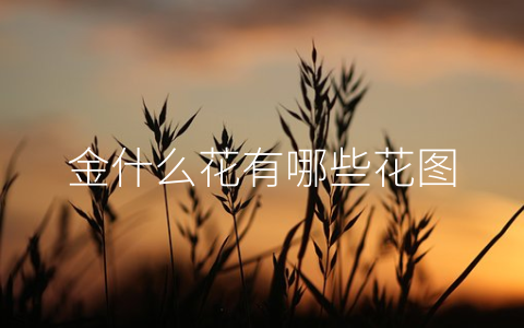 金什么花有哪些花图
