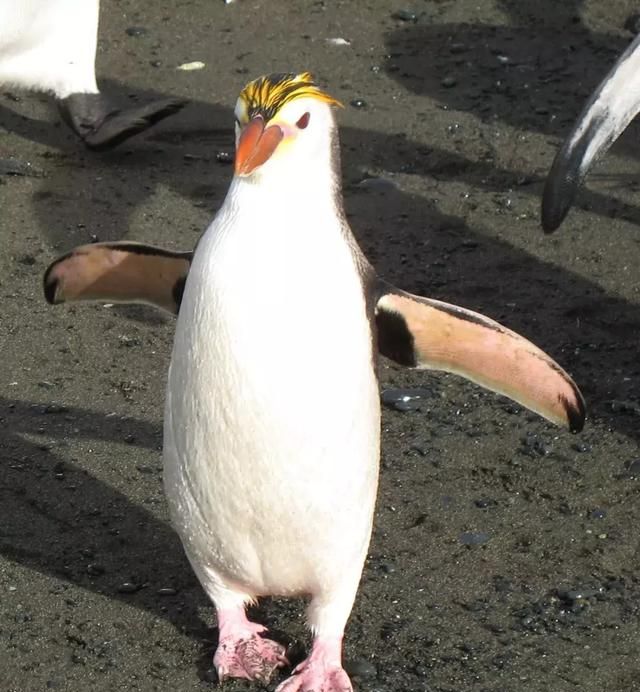 为什么企鹅有翅膀却飞不起来(为什么企鹅是不飞的鸟)图1