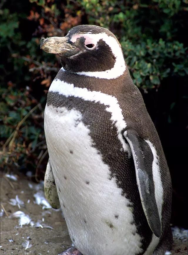 为什么企鹅有翅膀却飞不起来(为什么企鹅是不飞的鸟)图3