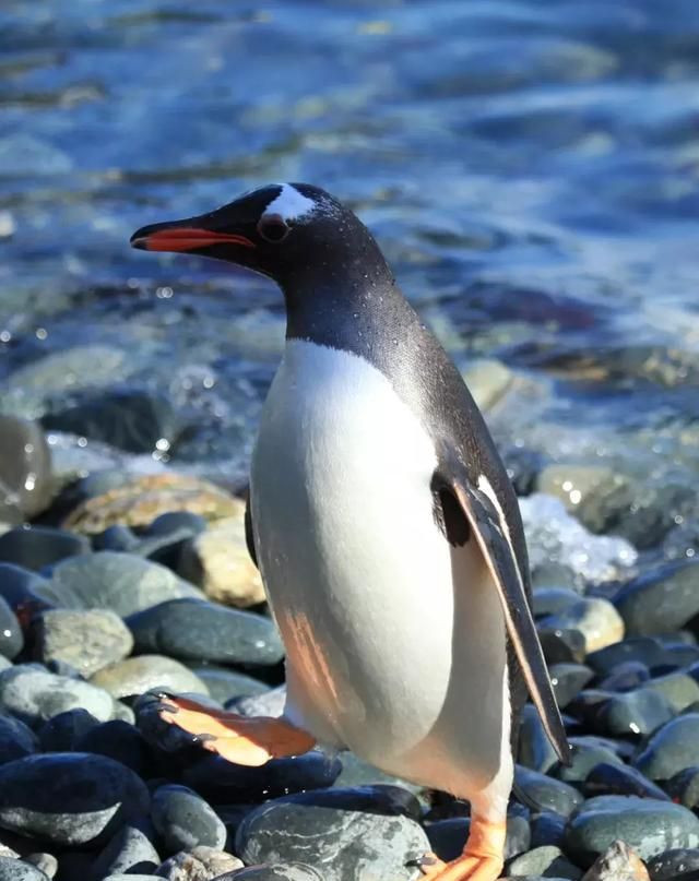 为什么企鹅有翅膀却飞不起来(为什么企鹅是不飞的鸟)图5