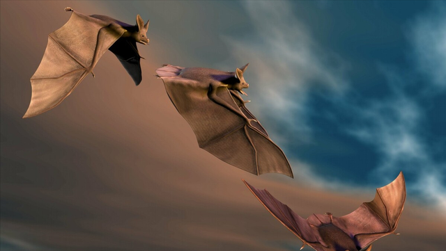 雷达是从蝙蝠身上学来的,雷达是怎样从蝙蝠身上得到启示的图1