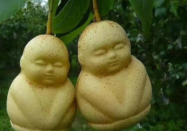 人参果能长生不老的传说(人参果下面到底藏着什么)图7