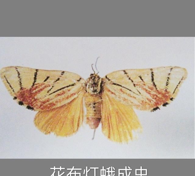 板栗树怕什么虫害,板栗树的主要虫害及防治图1