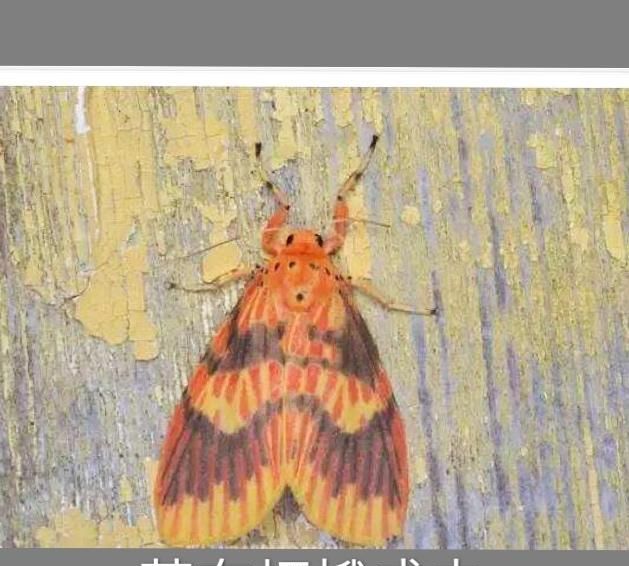 板栗树怕什么虫害,板栗树的主要虫害及防治图2