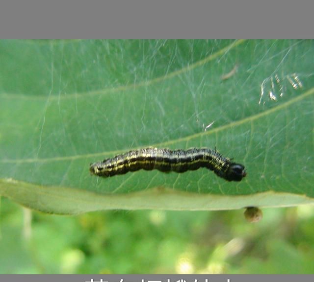 板栗树怕什么虫害,板栗树的主要虫害及防治图3