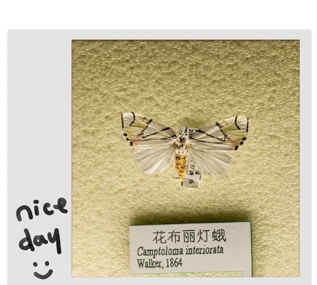 板栗树怕什么虫害,板栗树的主要虫害及防治图4