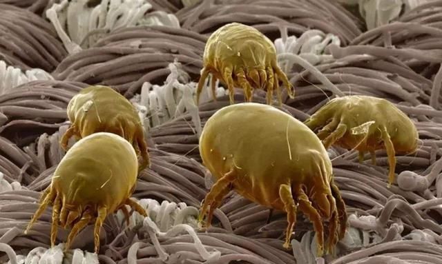 被子晒完之后有焦味是不是螨虫(暴晒的被子是螨虫烤焦的味道吗)图9