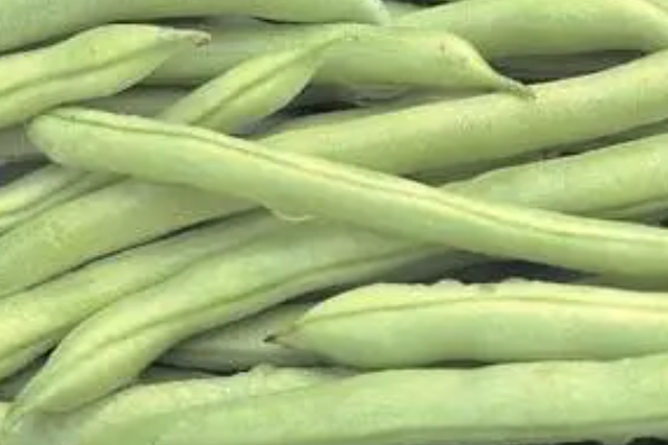 芸豆的别名叫什么