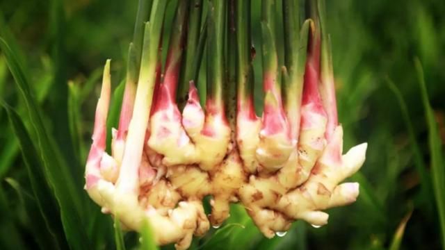 怎么种生姜 生姜几月种