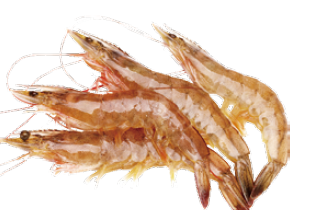 买鱿鱼和虾的正确方法(娃娃菜鱿鱼虾还有各种海鲜乱炖)图2